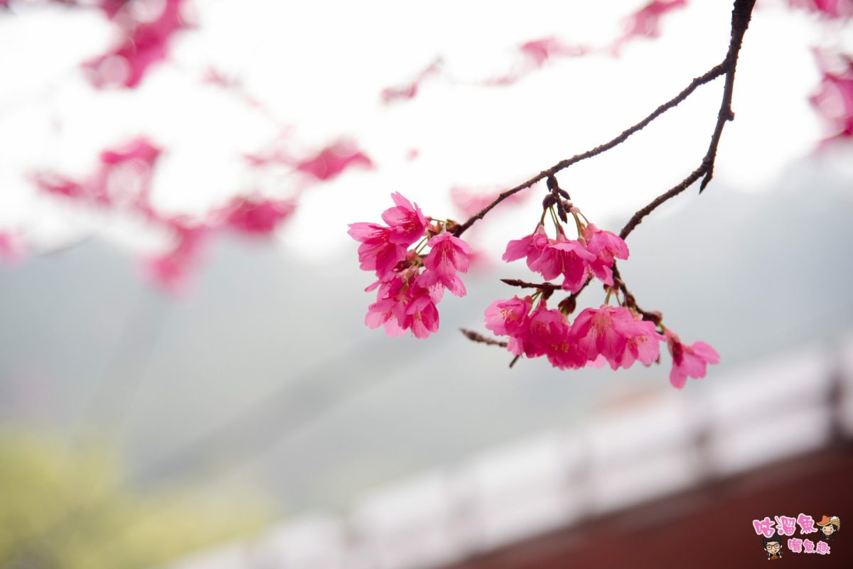【屏東旅行】台灣南部賞櫻景點推薦！櫻花恣意盛放，在霧台也可以看到超美櫻花王