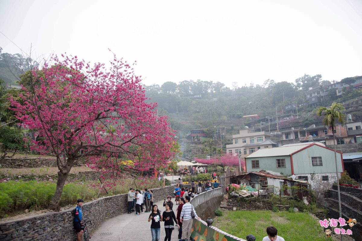 【屏東旅行】台灣南部賞櫻景點推薦！櫻花恣意盛放，在霧台也可以看到超美櫻花王