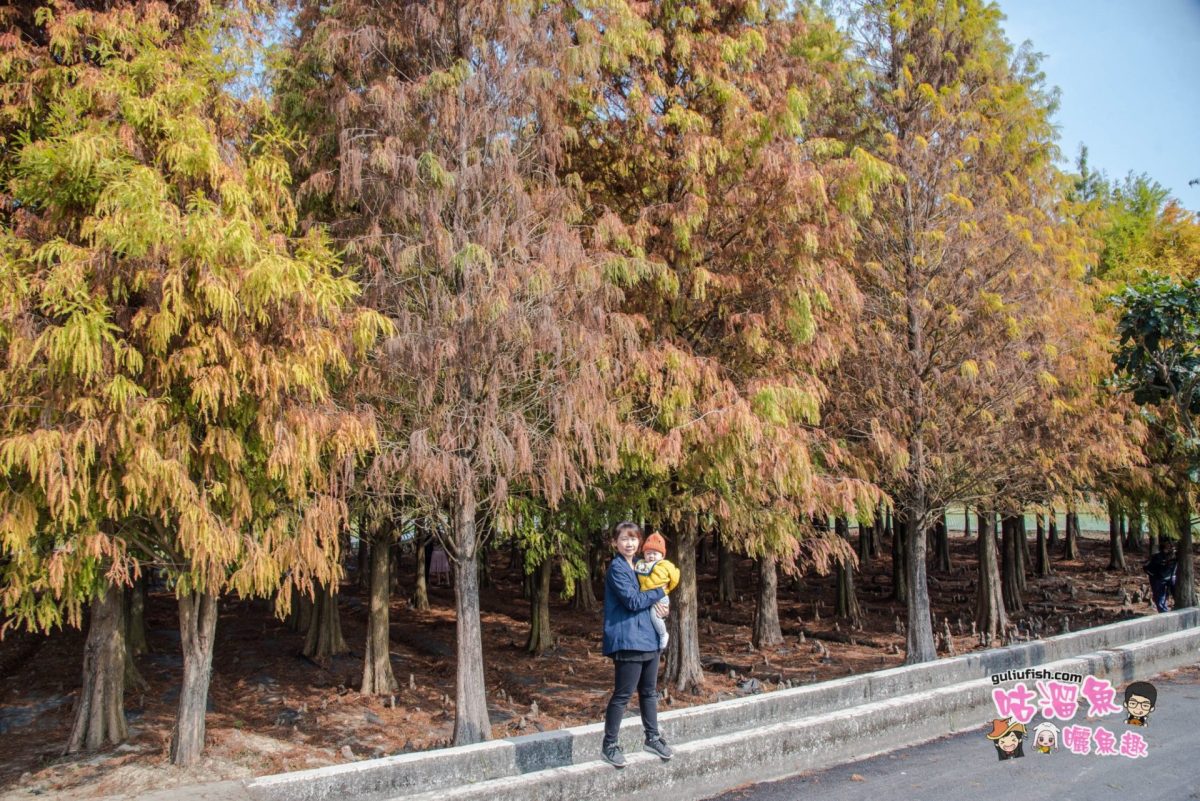 【台南旅遊景點】六甲落羽松 - 南部著名賞落羽松景點！這次多了藝術裝置變得更繽紛熱鬧了