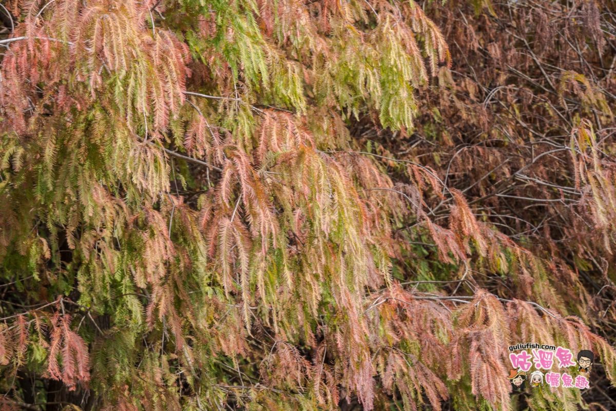 【台南旅遊景點】六甲落羽松 - 南部著名賞落羽松景點！這次多了藝術裝置變得更繽紛熱鬧了