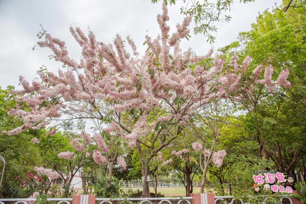 【台南旅遊景點】季節限定！粉色夢幻好拍又好看，媲美櫻花的花旗木(桃花陣雨樹/泰國櫻花)