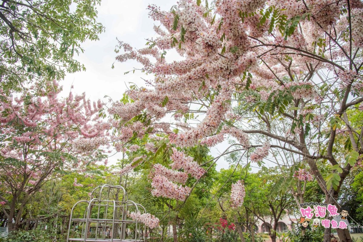 【台南旅遊景點】季節限定！粉色夢幻好拍又好看，媲美櫻花的花旗木(桃花陣雨樹/泰國櫻花)