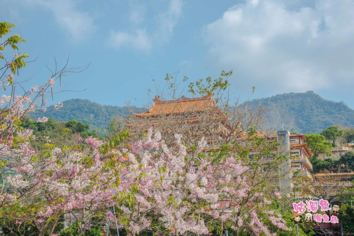 台南旅遊景點》玉山寶光聖堂 夢幻絕美超好拍！花旗木賞花打卡熱點，不容錯過的免費仙境景點