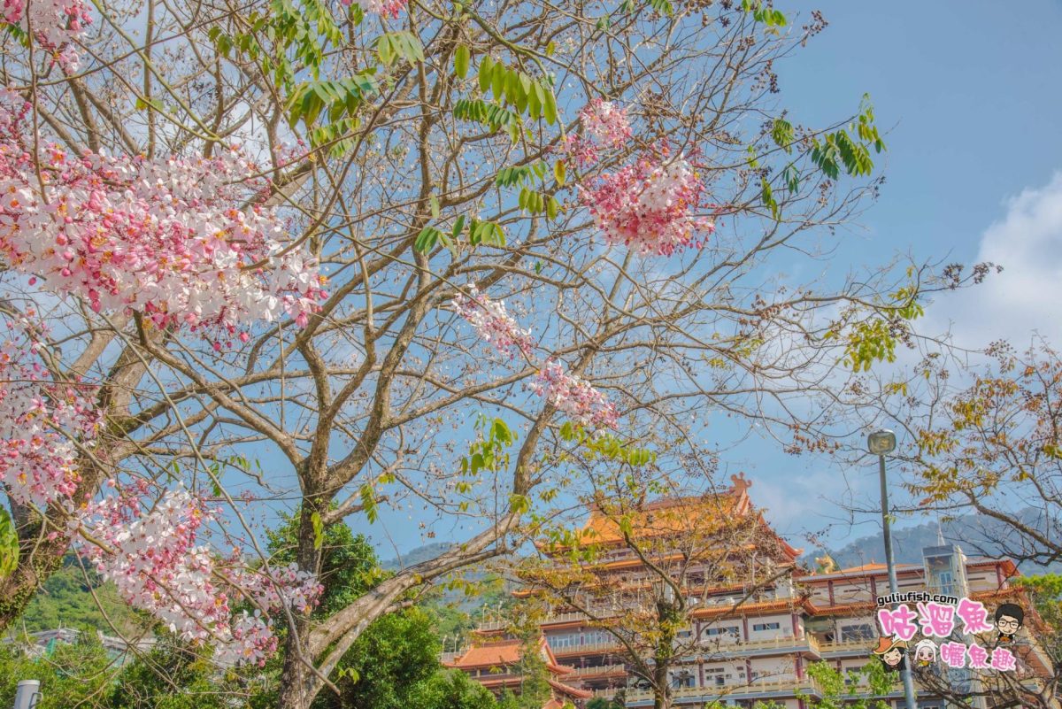 台南旅遊景點》玉山寶光聖堂 夢幻絕美超好拍！花旗木賞花打卡熱點，不容錯過的免費仙境景點