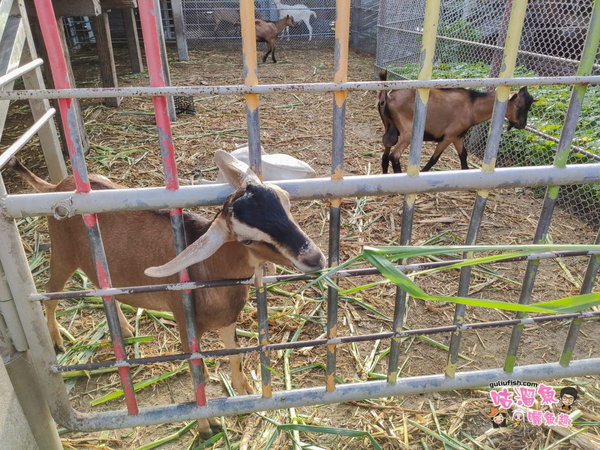 高雄旅遊景點》免門票！羊咩咩的家，免費DIY割草體驗餵羊、擠羊奶的隱藏版親子景點：禾光牧場