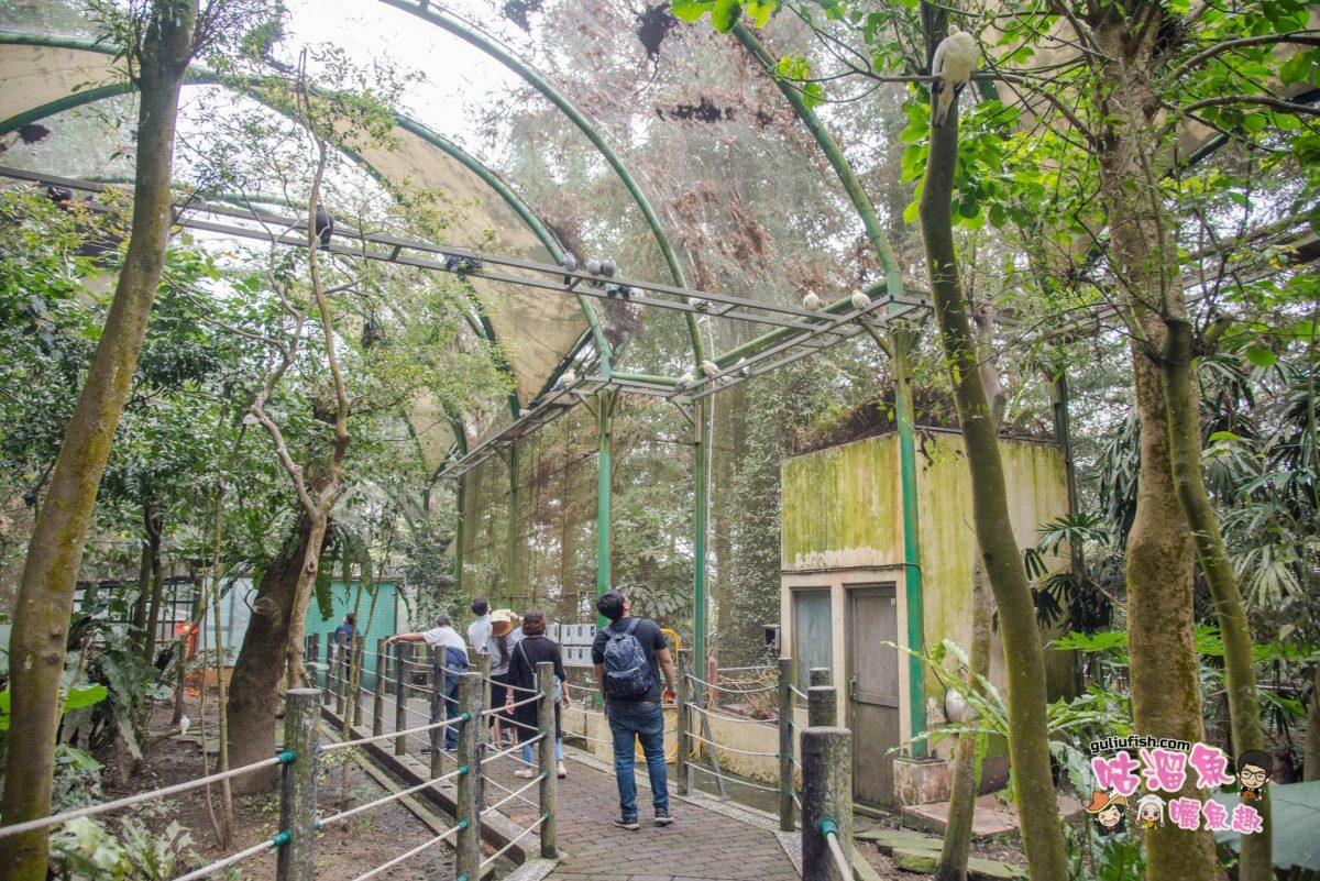 南投景點》夢幻森林鳥園好拍又好逛，還有趣味森林溜滑梯好好玩：鳳凰谷鳥園生態園區