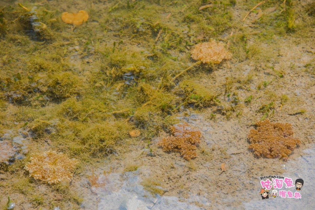 高雄景點》全台唯一水母湖！神祕豐饒的潮汐地，近距離觀賞倒立水母及紅樹林：林園海洋溼地公園