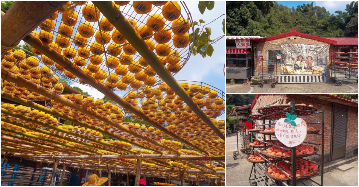新竹景點》味衛佳柿餅觀光農場：柿子節來囉！超吸睛、超好拍的免費景點 有熱門打卡必拍的金黃柿子海