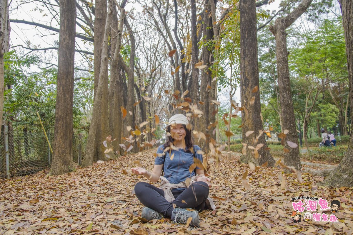 高雄景點》新威森林公園：超美桃花心木落葉地毯，詩情畫意森林秘境尋找小夢幻