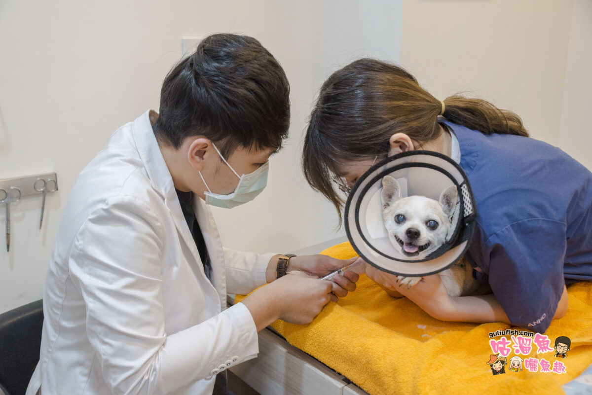 寵物醫院推薦》美術德民動物醫院 溫柔細心照顧毛孩的健康，毛孩洗牙/健康照護優質可信賴