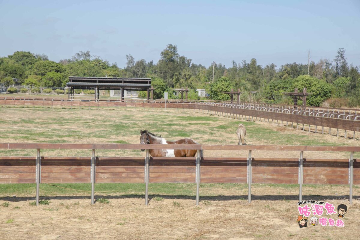 金門景點》畜牧一甲子的金門縣畜產試驗所變身可愛親子景點，可餵動物、讓小孩放電好所在