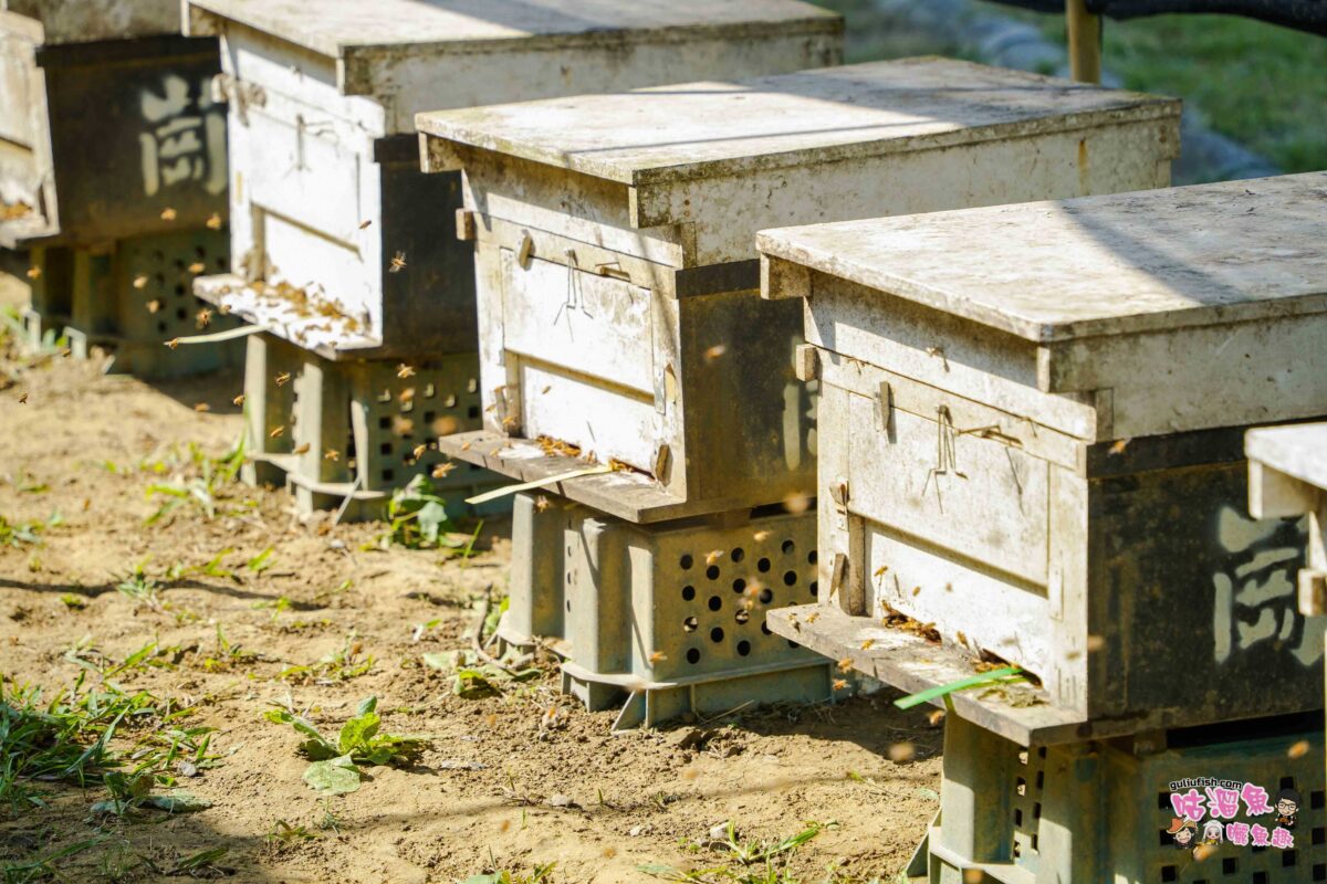 高雄體驗景點》崗發蜂蜜養蜂之家KungFarHoney | 走訪蜂農日常，來點不一樣的感受，結合DIY體驗樂趣
