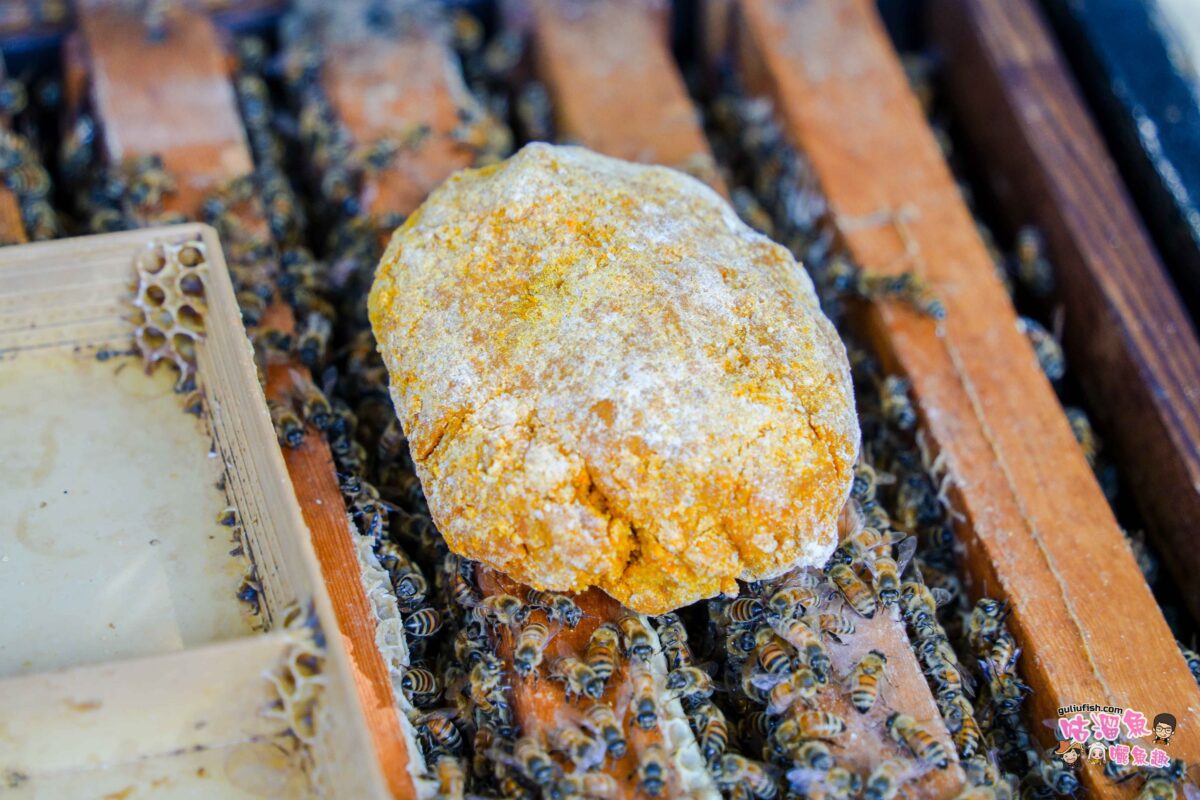 高雄體驗景點》崗發蜂蜜養蜂之家KungFarHoney | 走訪蜂農日常，來點不一樣的感受，結合DIY體驗樂趣