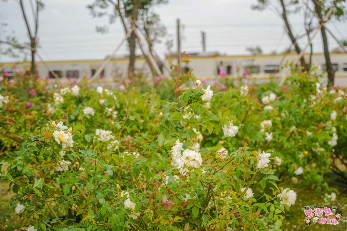 台南後壁景點》雅聞湖濱療癒森林 | 全台最大玫瑰森林主題園區，小人國歐式花園及絕美森林景超好拍