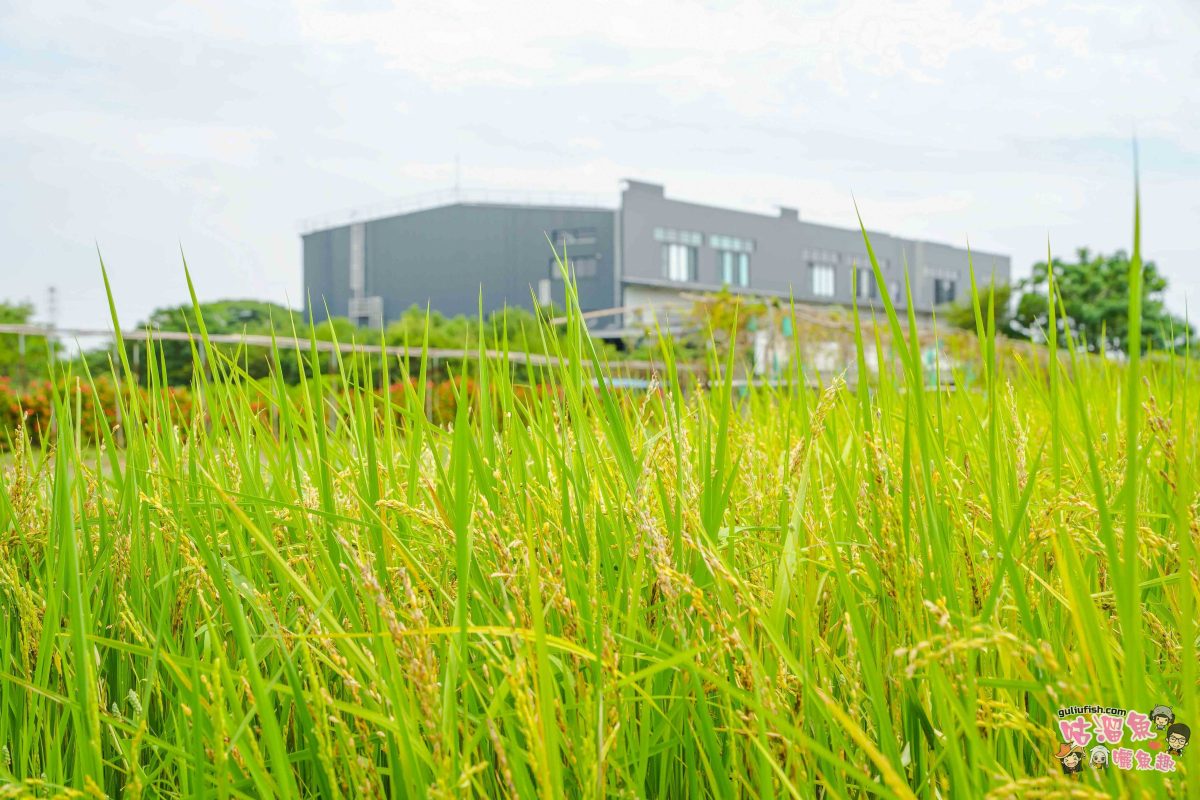 高雄秘境景點》隱藏版鄉村魅力！梓官赤西社區深度慢旅，跟著達人探尋文化地圖，品嚐在地海味，玩轉特色DIY！