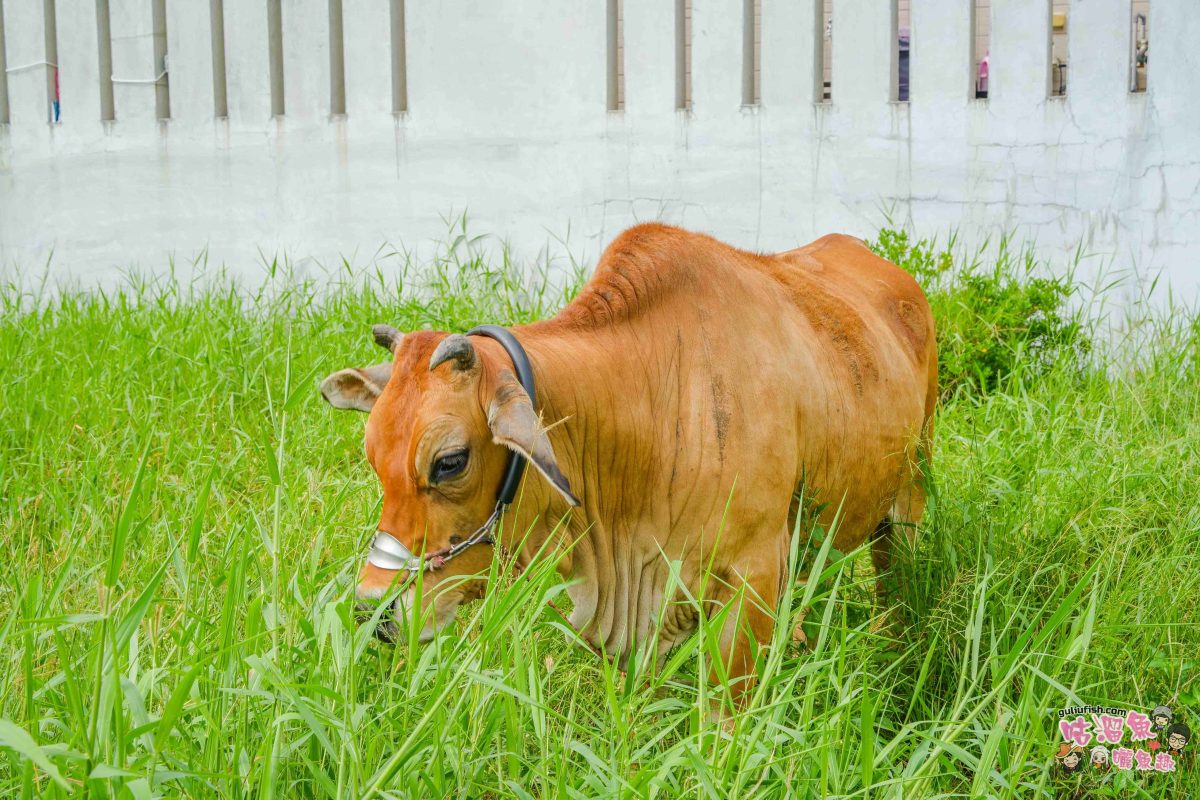 高雄秘境景點》隱藏版鄉村魅力！梓官赤西社區深度慢旅，跟著達人探尋文化地圖，品嚐在地海味，玩轉特色DIY！