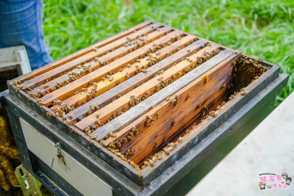 高雄秘境景點》隱藏版鄉村魅力！梓官赤西社區深度慢旅，跟著達人探尋文化地圖，品嚐在地海味，玩轉特色DIY！