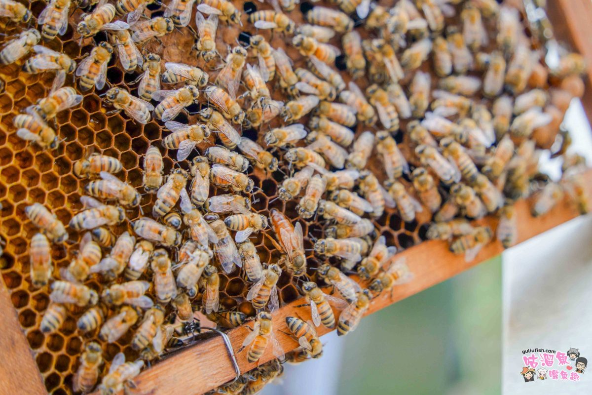 高雄秘境景點》隱藏版鄉村魅力！梓官赤西社區深度慢旅，跟著達人探尋文化地圖，品嚐在地海味，玩轉特色DIY！