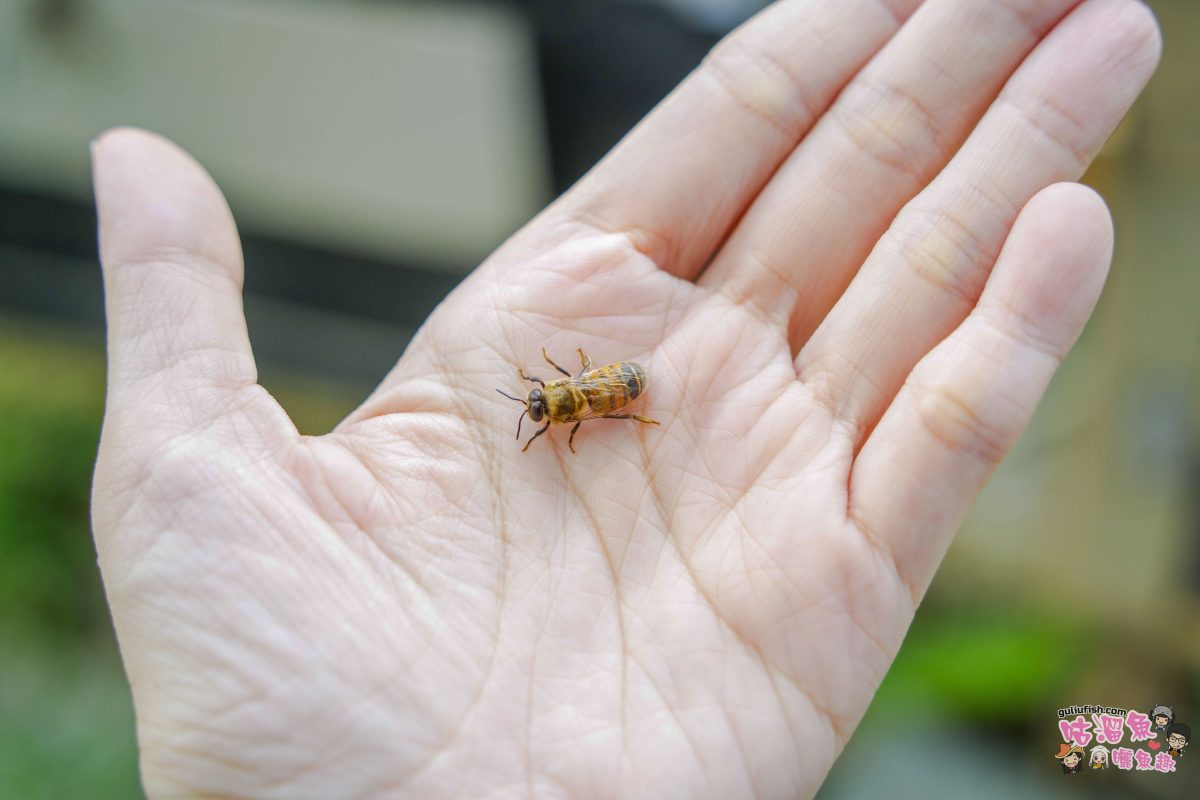 高雄秘境景點》隱藏版鄉村魅力！梓官赤西社區深度慢旅，跟著達人探尋文化地圖，品嚐在地海味，玩轉特色DIY！