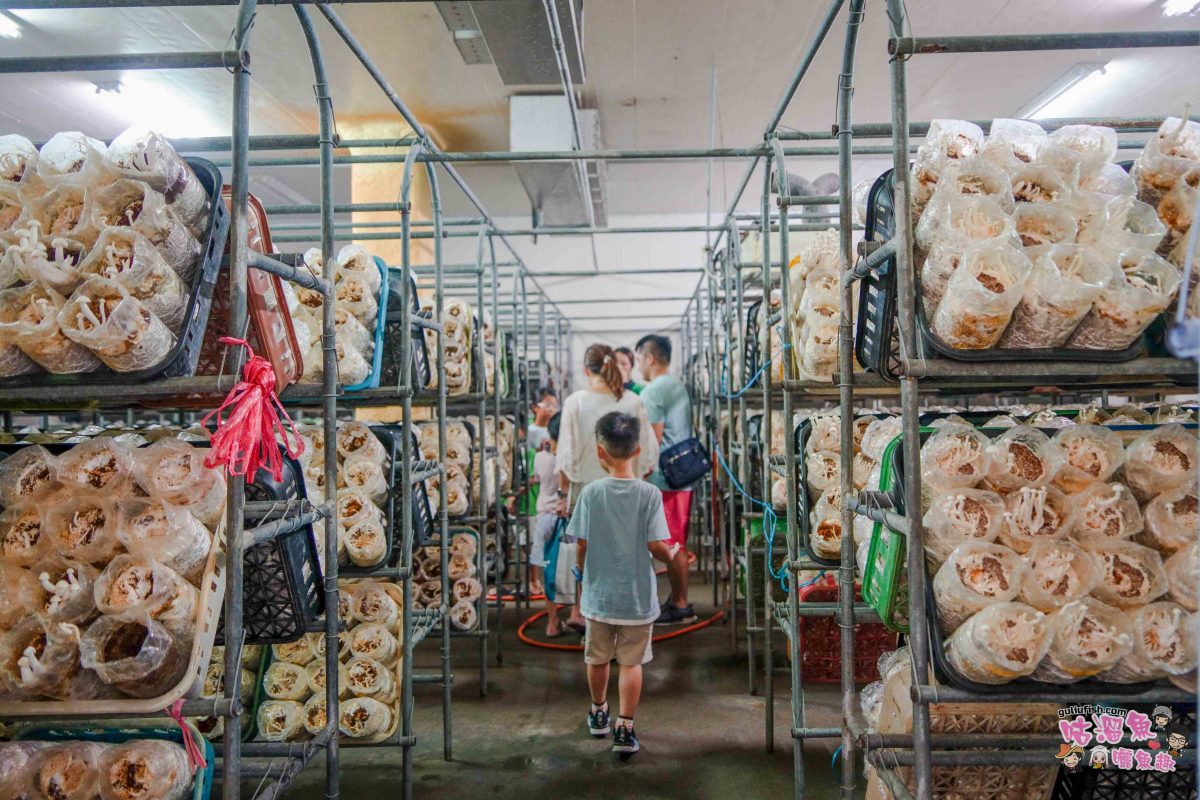 南投親子景點》豐年靈芝菇類生態農場 | 菇菇彩繪、生態瓶、PIZZA手作，讓孩子愛上大自然的寓教於樂的菇菇農場探險