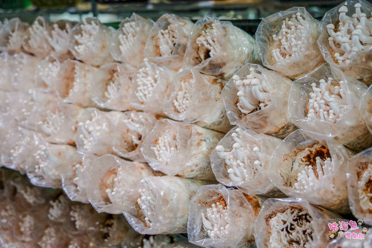 南投親子景點》豐年靈芝菇類生態農場 | 菇菇彩繪、生態瓶、PIZZA手作，讓孩子愛上大自然的寓教於樂的菇菇農場探險