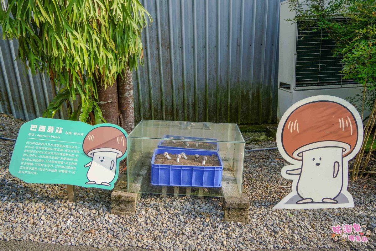 南投親子景點》豐年靈芝菇類生態農場 | 菇菇彩繪、生態瓶、PIZZA手作，讓孩子愛上大自然的寓教於樂的菇菇農場探險