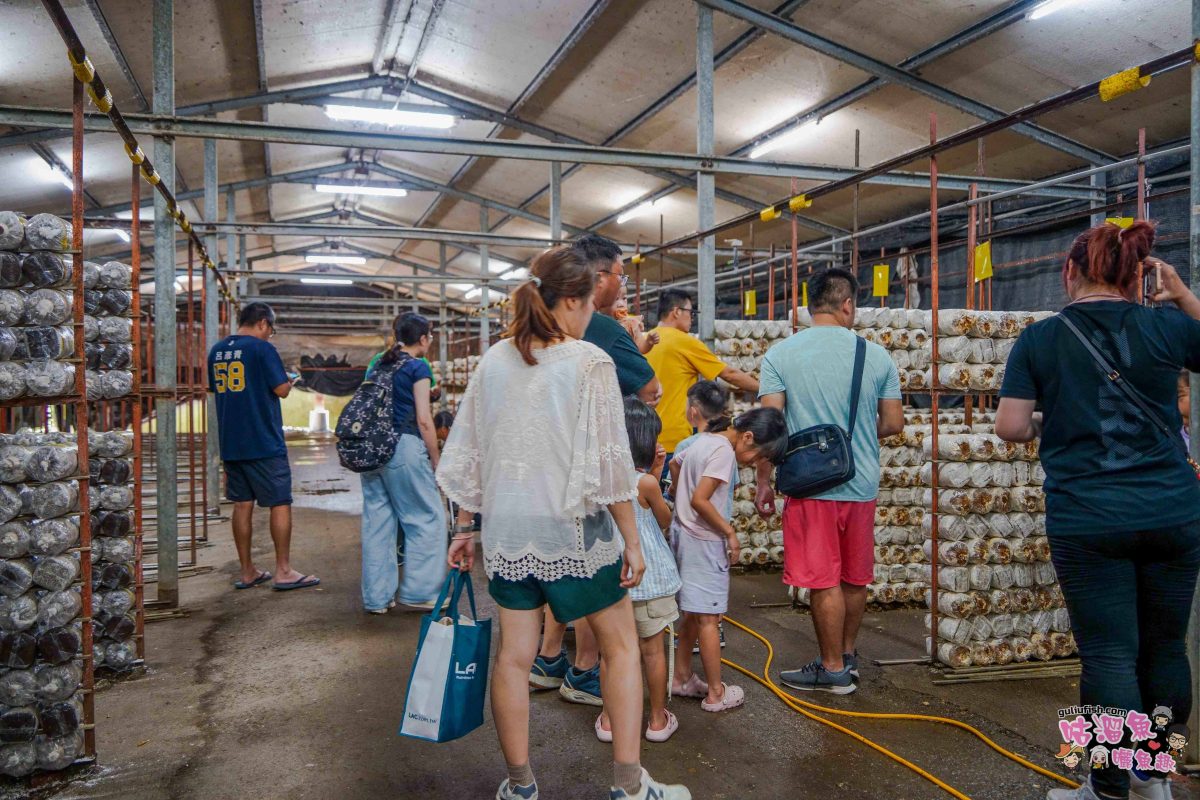 南投親子景點》豐年靈芝菇類生態農場 | 菇菇彩繪、生態瓶、PIZZA手作，讓孩子愛上大自然的寓教於樂的菇菇農場探險