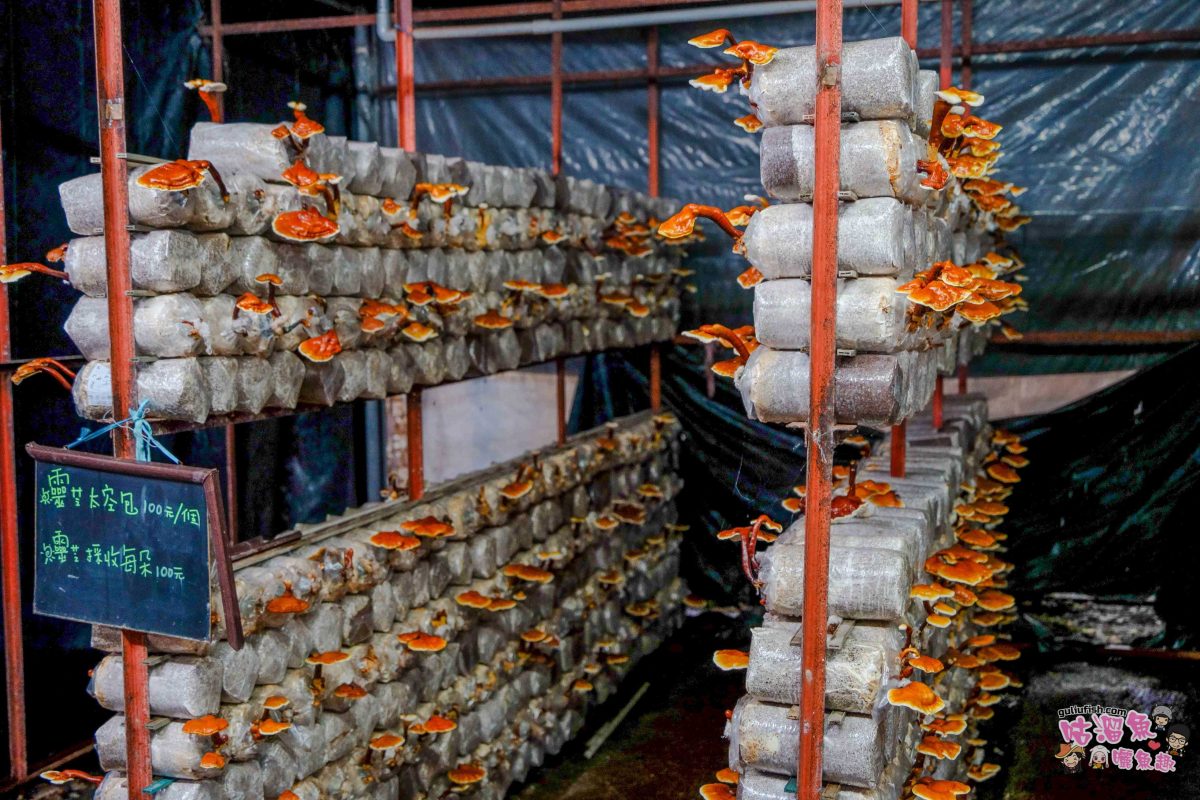 南投親子景點》豐年靈芝菇類生態農場 | 菇菇彩繪、生態瓶、PIZZA手作，讓孩子愛上大自然的寓教於樂的菇菇農場探險