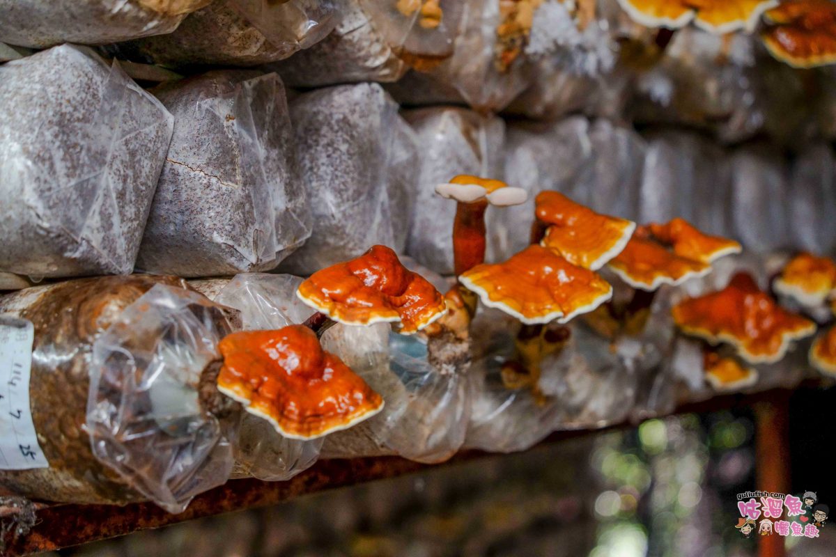 南投親子景點》豐年靈芝菇類生態農場 | 菇菇彩繪、生態瓶、PIZZA手作，讓孩子愛上大自然的寓教於樂的菇菇農場探險
