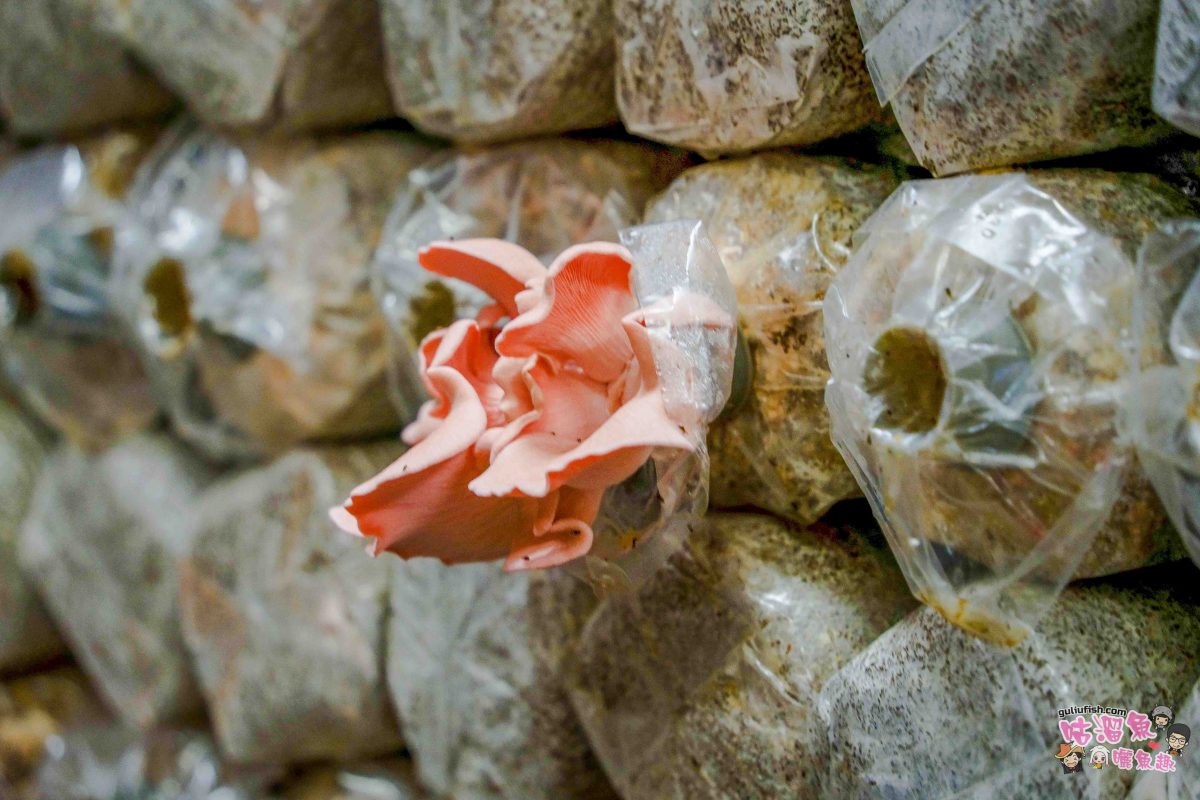 南投親子景點》豐年靈芝菇類生態農場 | 菇菇彩繪、生態瓶、PIZZA手作，讓孩子愛上大自然的寓教於樂的菇菇農場探險