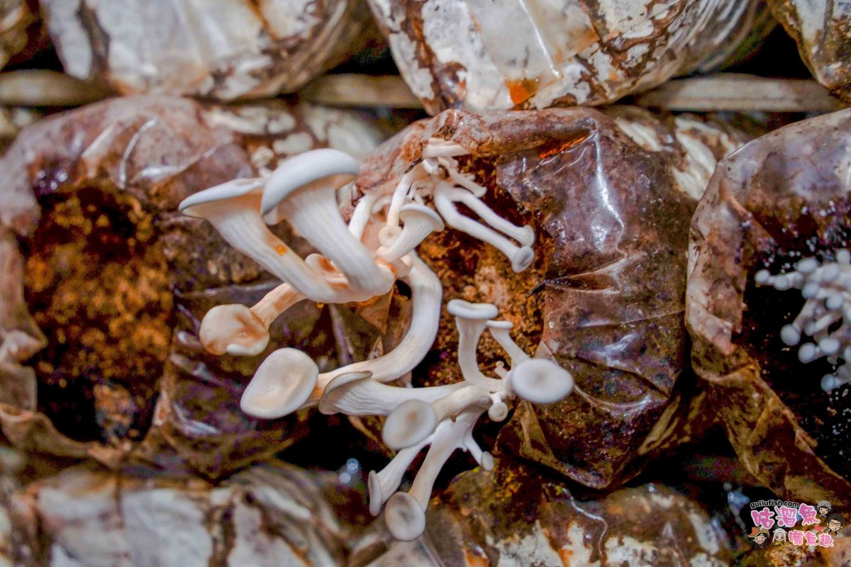 南投親子景點》豐年靈芝菇類生態農場 | 菇菇彩繪、生態瓶、PIZZA手作，讓孩子愛上大自然的寓教於樂的菇菇農場探險