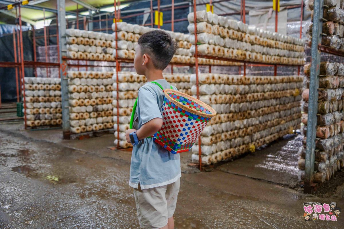 南投親子景點》豐年靈芝菇類生態農場 | 菇菇彩繪、生態瓶、PIZZA手作，讓孩子愛上大自然的寓教於樂的菇菇農場探險