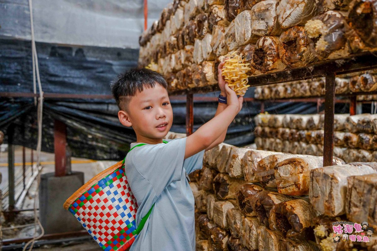南投親子景點》豐年靈芝菇類生態農場 | 菇菇彩繪、生態瓶、PIZZA手作，讓孩子愛上大自然的寓教於樂的菇菇農場探險