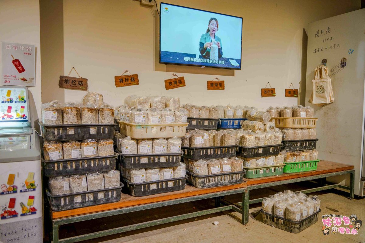 南投親子景點》豐年靈芝菇類生態農場 | 菇菇彩繪、生態瓶、PIZZA手作，讓孩子愛上大自然的寓教於樂的菇菇農場探險