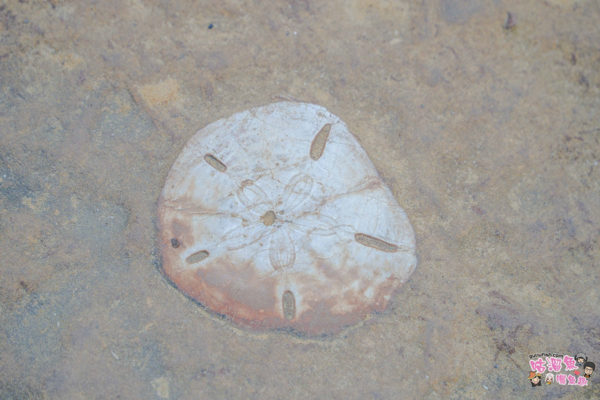北海岸秘境探索免開車！台灣好行皇冠北海岸線套票攻略：野柳地質公園、山海芳園，輕鬆玩轉野柳奇岩與海景咖啡