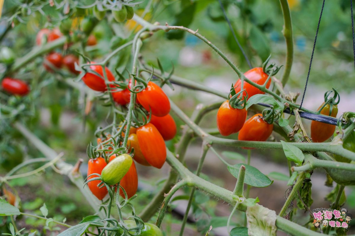 嘉義親子一日遊》帶著孩子輕鬆玩!嘉義平原線景點美食懶人包,趣味採果/親子休閒農場/特色餐廳/絕美咖啡廳/必買伴手禮 嘉義親子一日遊》帶著孩子輕鬆玩!嘉義平原線景點美食懶人包,趣味採果/親子休閒農場/特色餐廳/絕美咖啡廳/必買伴手禮