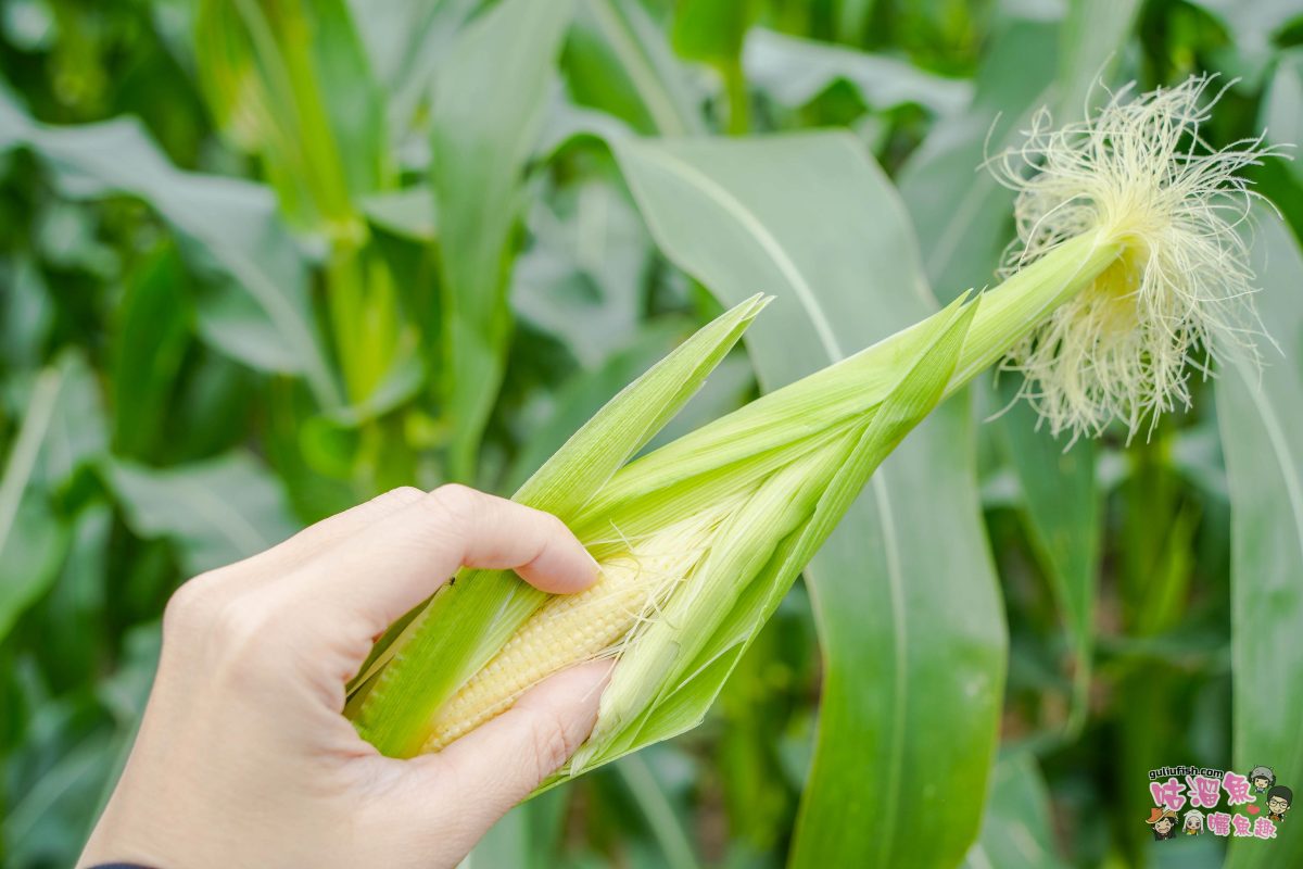 嘉義親子一日遊》帶著孩子輕鬆玩!嘉義平原線景點美食懶人包,趣味採果/親子休閒農場/特色餐廳/絕美咖啡廳/必買伴手禮 嘉義親子一日遊》帶著孩子輕鬆玩!嘉義平原線景點美食懶人包,趣味採果/親子休閒農場/特色餐廳/絕美咖啡廳/必買伴手禮