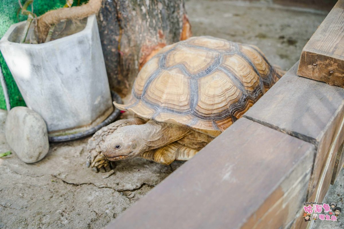 嘉義親子一日遊》帶著孩子輕鬆玩!嘉義平原線景點美食懶人包,趣味採果/親子休閒農場/特色餐廳/絕美咖啡廳/必買伴手禮 嘉義親子一日遊》帶著孩子輕鬆玩!嘉義平原線景點美食懶人包,趣味採果/親子休閒農場/特色餐廳/絕美咖啡廳/必買伴手禮