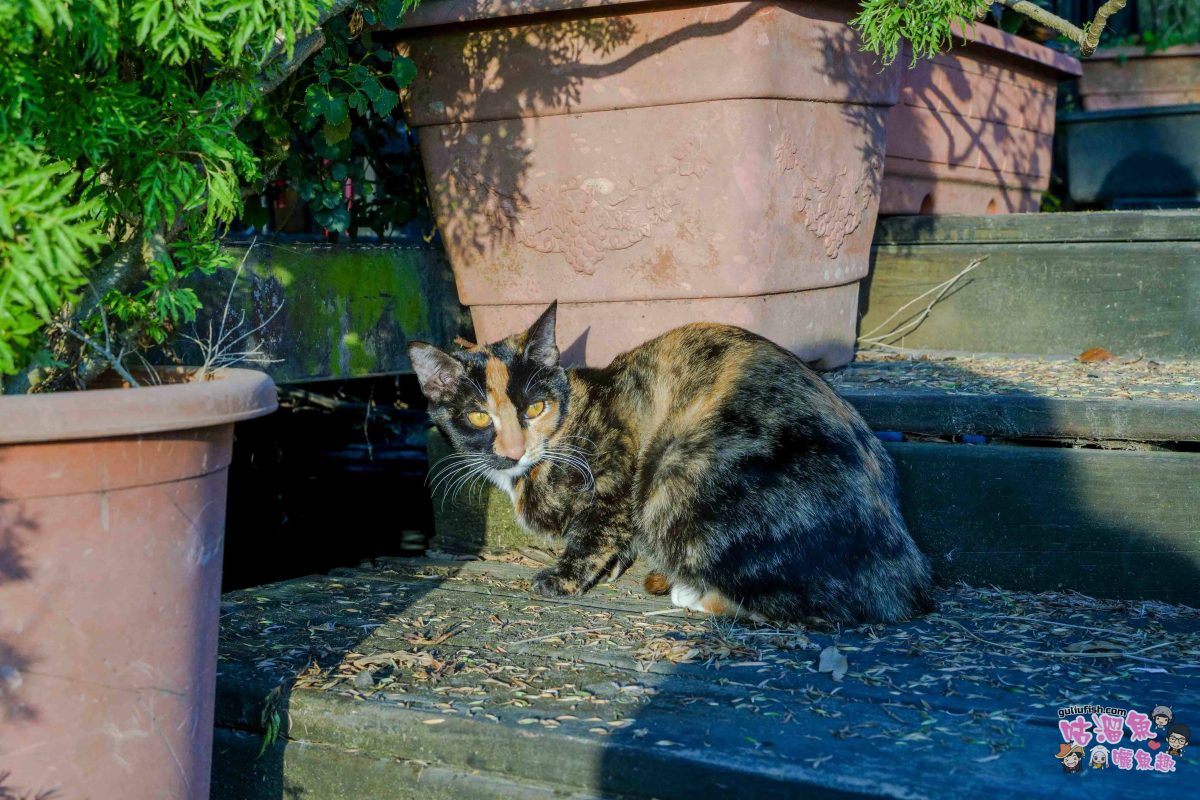 嘉義親子一日遊》帶著孩子輕鬆玩!嘉義平原線景點美食懶人包,趣味採果/親子休閒農場/特色餐廳/絕美咖啡廳/必買伴手禮 嘉義親子一日遊》帶著孩子輕鬆玩!嘉義平原線景點美食懶人包,趣味採果/親子休閒農場/特色餐廳/絕美咖啡廳/必買伴手禮
