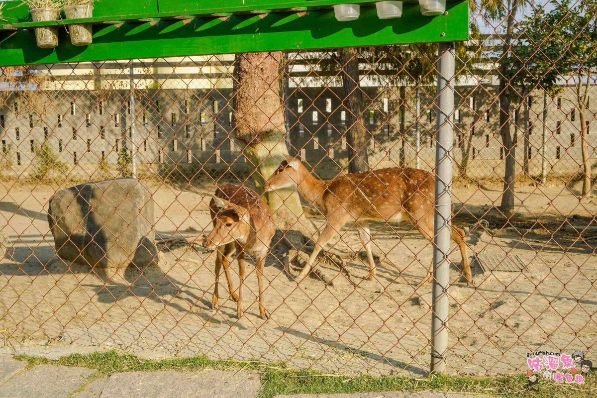 嘉義景點》新港香藝文化園區 | 免門票！可餵養動物親子同樂，還有超好拍八卦香波波草及文化特色