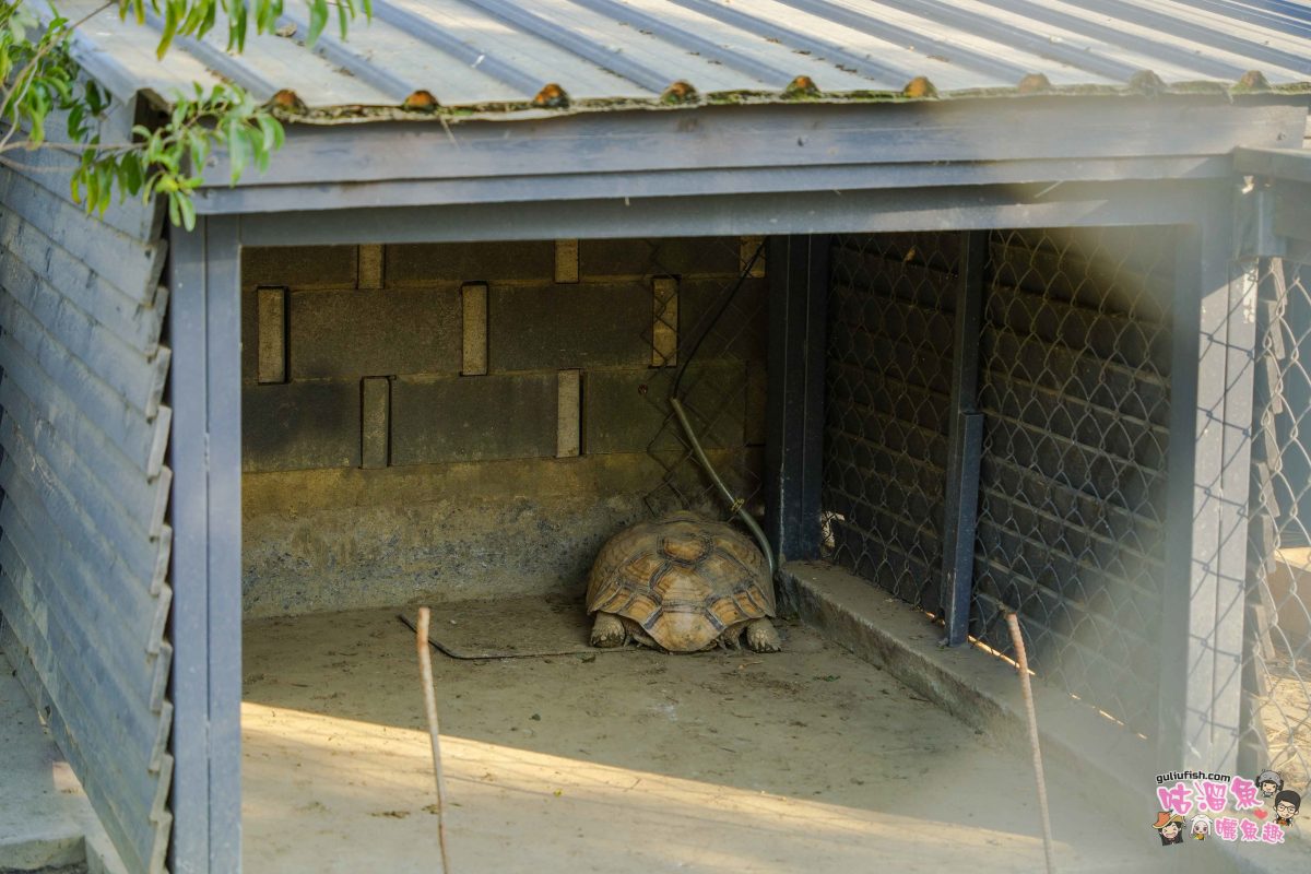 嘉義景點》新港香藝文化園區 | 免門票！可餵養動物親子同樂，還有超好拍八卦香波波草及文化特色