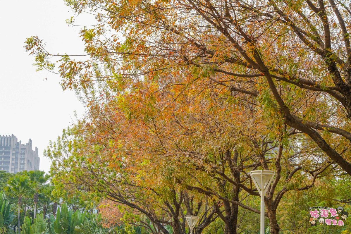 高雄景點》凹子底森林公園 落羽松 | 不用跑很遠！隱藏在市區裡的森林落羽松秘境