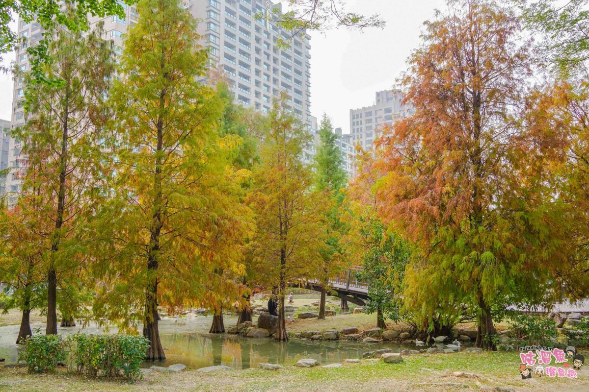 高雄景點》凹子底森林公園 落羽松 | 不用跑很遠！隱藏在市區裡的森林落羽松秘境