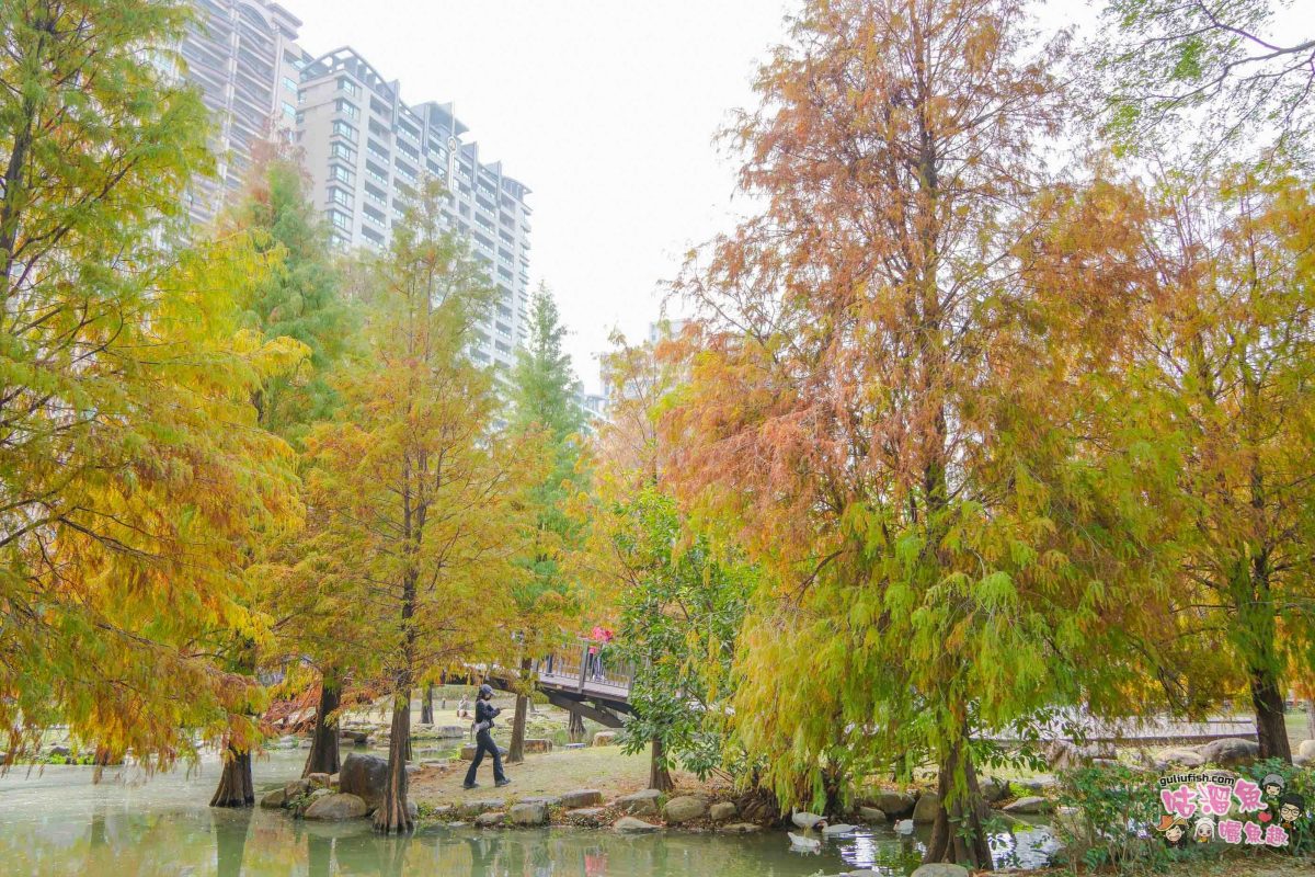 高雄景點》凹子底森林公園 落羽松 | 不用跑很遠！隱藏在市區裡的森林落羽松秘境