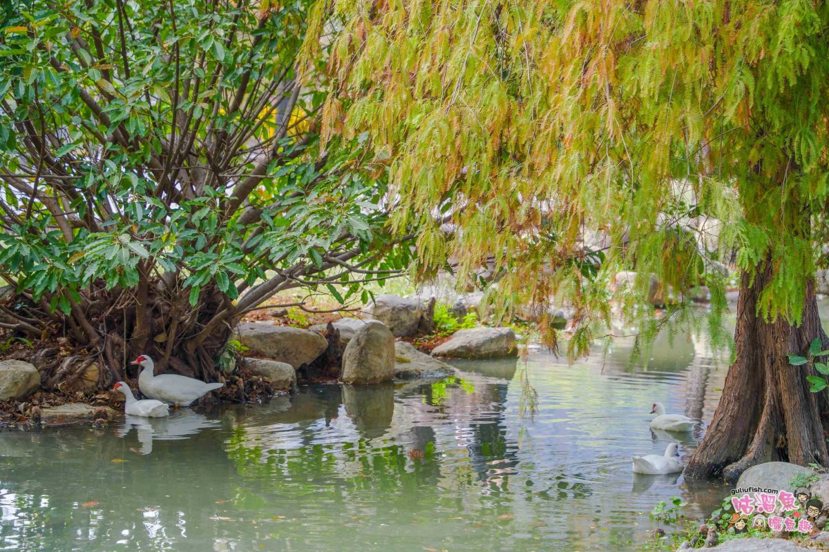 高雄景點》凹子底森林公園 落羽松 | 不用跑很遠！隱藏在市區裡的森林落羽松秘境