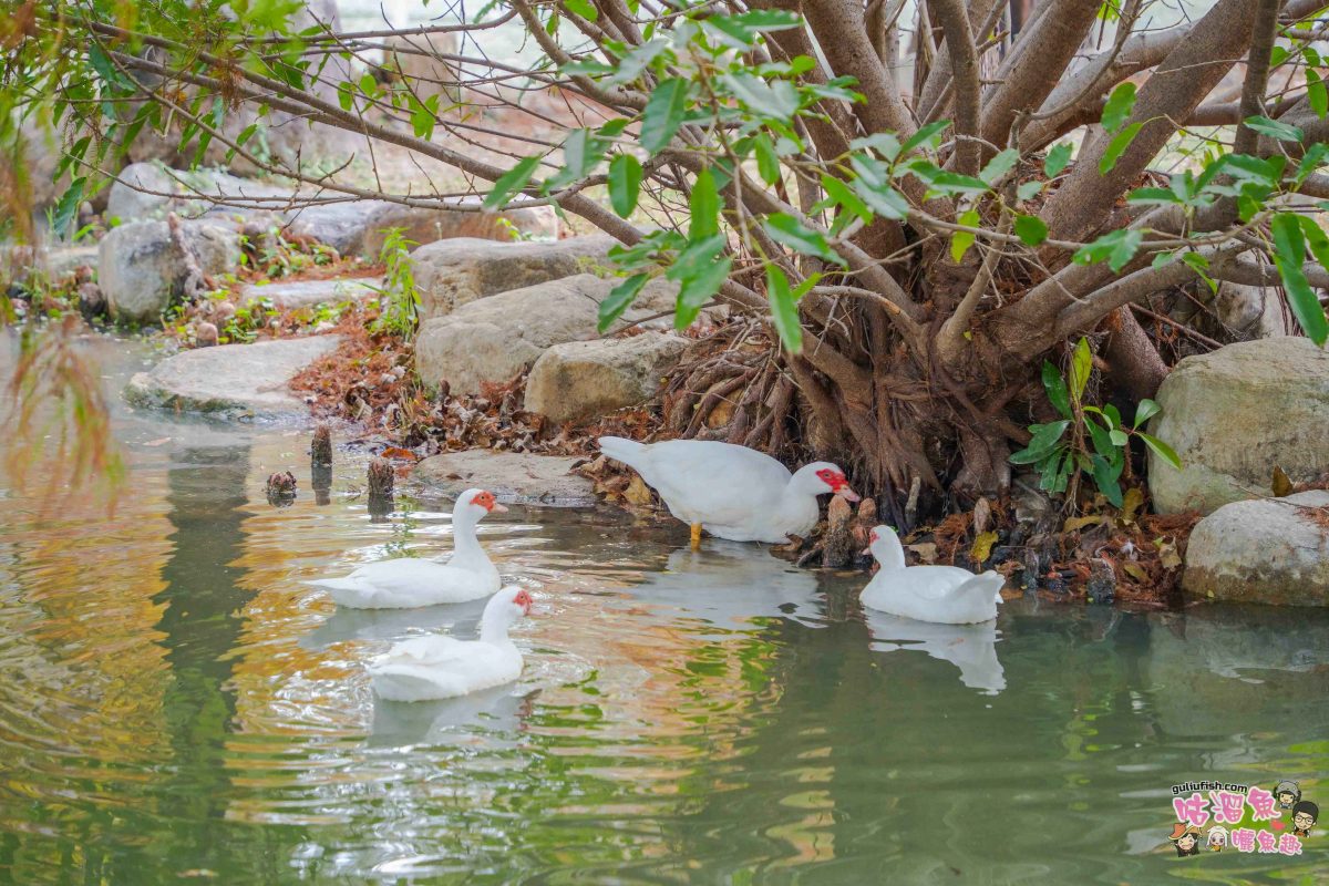 高雄景點》凹子底森林公園 落羽松 | 不用跑很遠！隱藏在市區裡的森林落羽松秘境