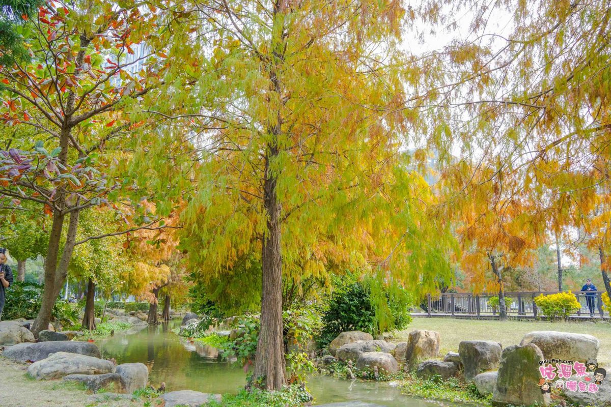 高雄景點》凹子底森林公園 落羽松 | 不用跑很遠！隱藏在市區裡的森林落羽松秘境