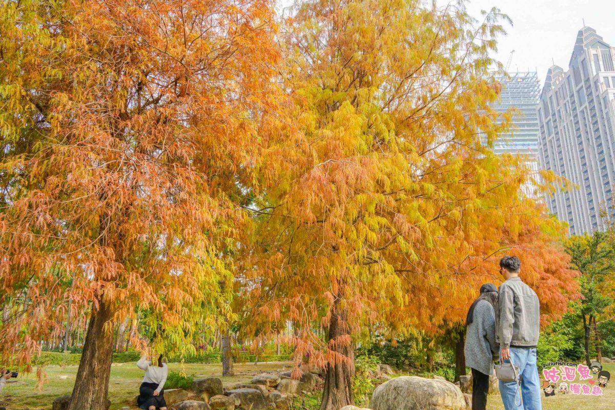 高雄景點》凹子底森林公園 落羽松 | 不用跑很遠！隱藏在市區裡的森林落羽松秘境