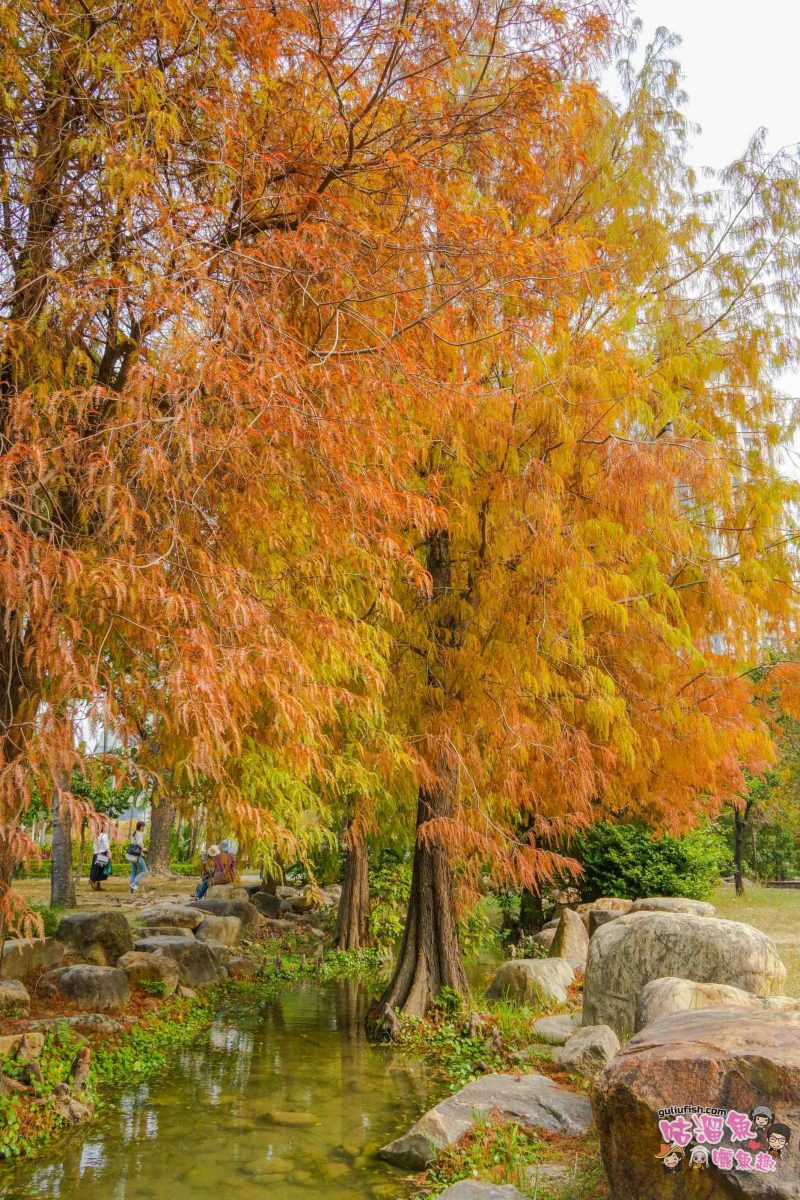 高雄景點》凹子底森林公園 落羽松 | 不用跑很遠！隱藏在市區裡的森林落羽松秘境