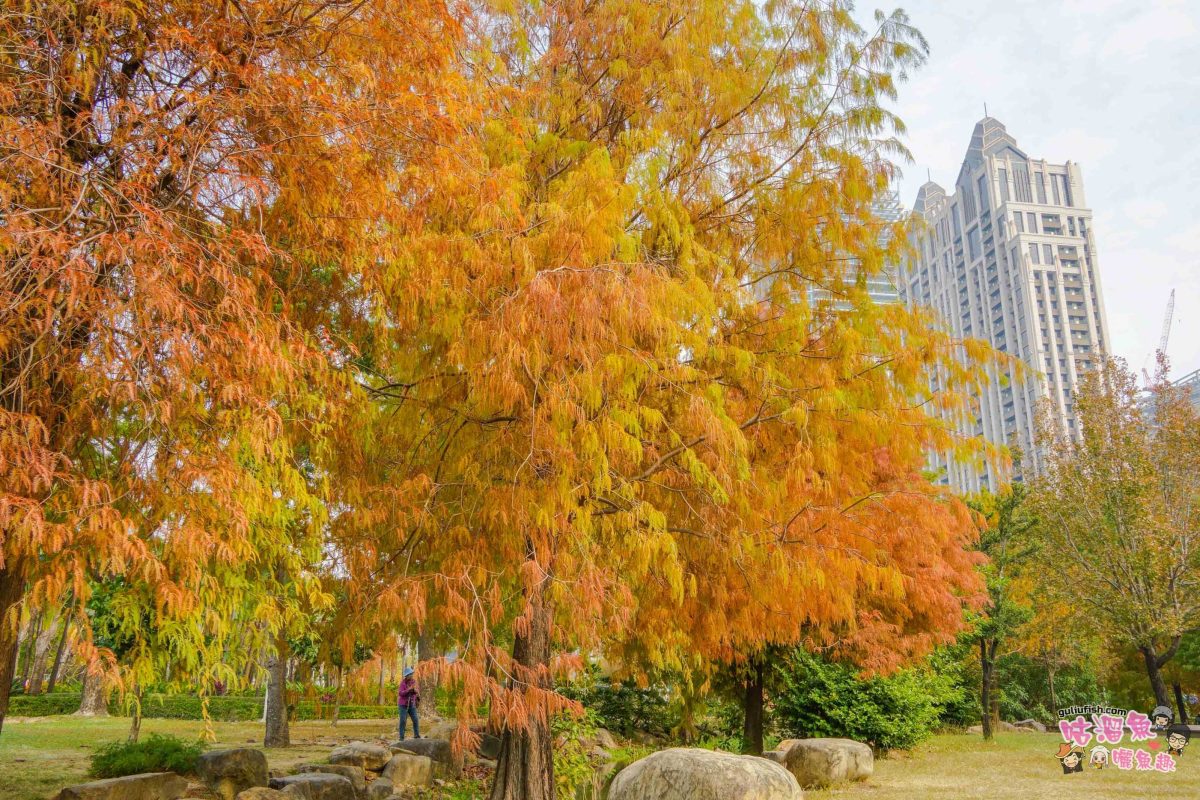 高雄景點》凹子底森林公園 落羽松 | 不用跑很遠！隱藏在市區裡的森林落羽松秘境